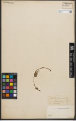 Foto von Salix nigra Marshall